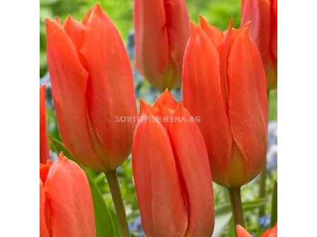 Лале (Tulip) Orange Brilliant 11/12 