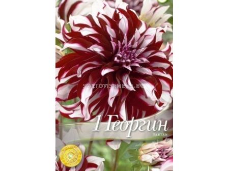 Далия Tartan - 1бр