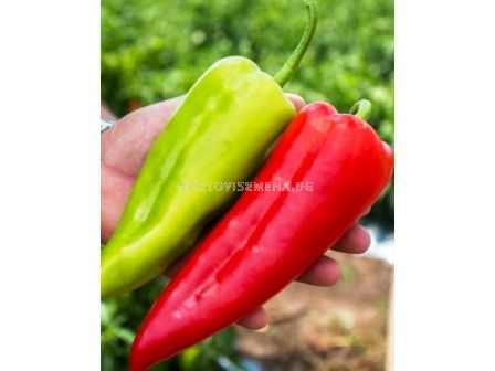 Семена пипер Конвента F1 - 1000 сем