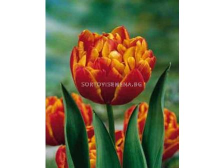 Лале (Tulip) Double Allegretto 11/12