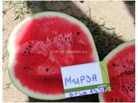 Дини Мирза / Mirza F1 - 1000 сем