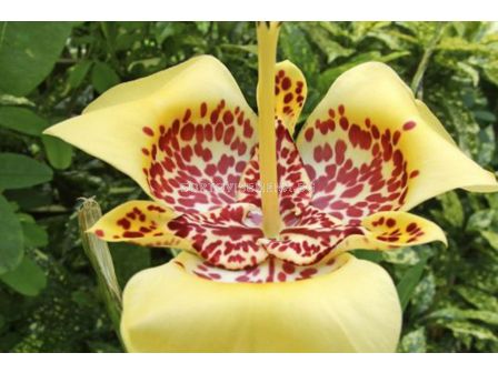 Тигридия Creme / 1 бр