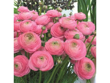 Ранункулус / Ranunculus asiaticus aviv pink / 