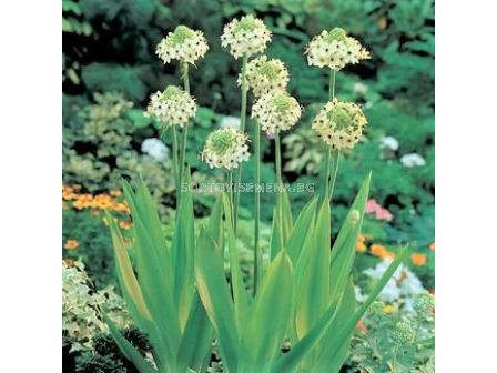 Гарвански лук /Ornithogalum arabicum/ 1 бр - 1