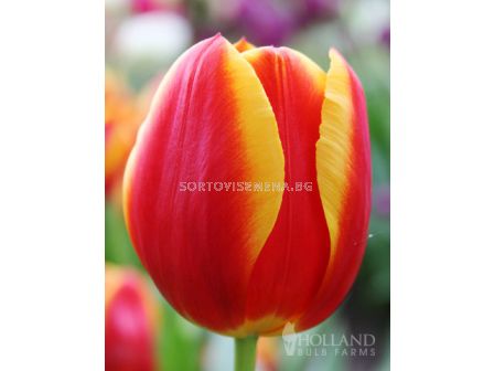 Лале Еarly Flair 11/12