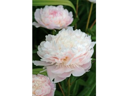 Божур розов/бял /PAEONIA PECHER/ 1 коренище				