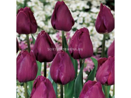 Лале /Tulip NEGRITA'/ 1 бр - sortovisemena.bg Лале /Tulip NEGRITA'/ 1 бр