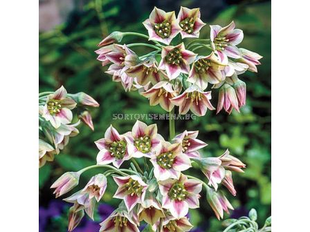 Декоративен лук  Allium Siculum 1 бр