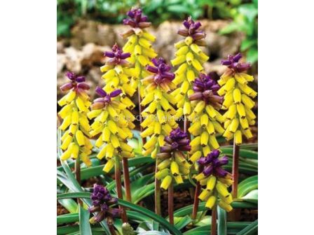 Мускари Golden Fragrance - 1бр