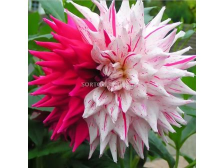 Далия бяло-цикламена / Dahlia Mick's Peppermint / 1 бр - sortovisemena.bg Далия бяло-цикламена / Dahlia Mick's Peppermint / 1 бр