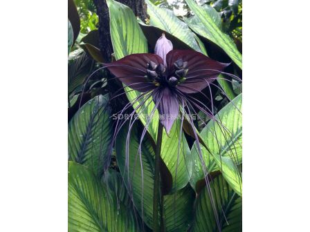 Орхидея на черния прилеп/ Tacca Chanterii black / 1 бр - 2