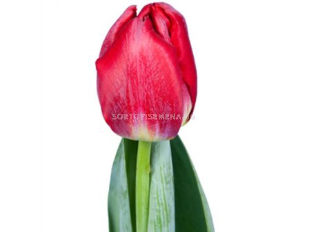 Лале /Tulip ''ANTARTICA FIRE/ 1 бр