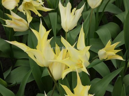 Лале /Tulip Johan Cruijff/ 1 бр