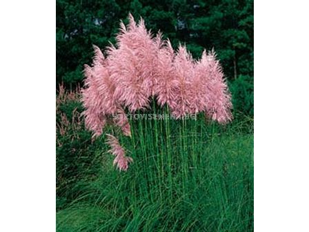 Пампаска трева розова / cortaderia selloana rosea / 1 бр саксия разсад