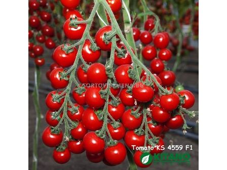 Семена Домати Итиро - Tomato Itiro (KS 4559)  F1  - 2