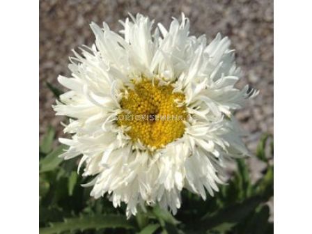 Маргаритки / Leucanthemum Double White / 1 бр