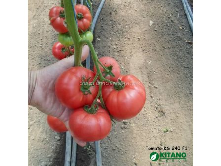 Семена домати Исима F1- Tomato Isima F1 (KS 240) - 2