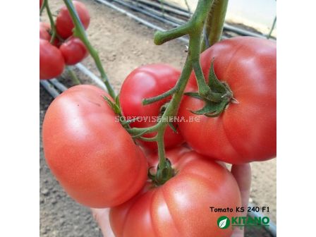 Семена домати Исима F1- Tomato Isima F1 (KS 240) - 1