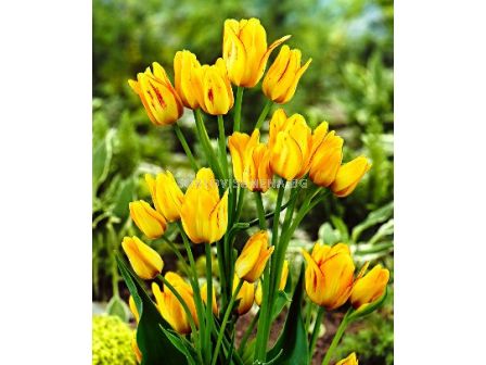 Лале (Tulip) Multiflora Marienthal 11/12