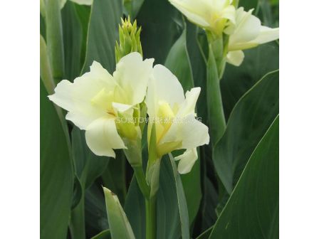 Канна Vanilla Cream / 1 бр