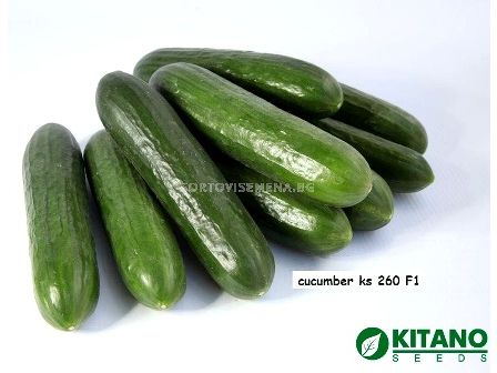 Семена Краставици тип Beth Alpha KS 260 - 100с - 1