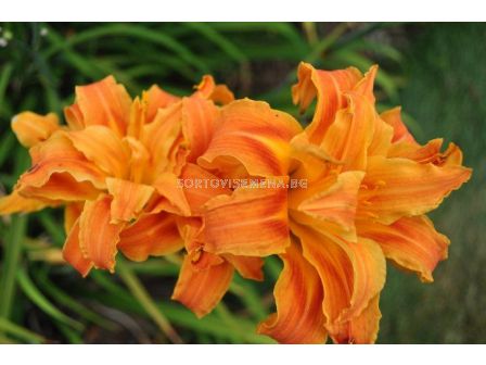 Хемерокалис двоен оранж / Hemerocallis Double orange / 1 бр