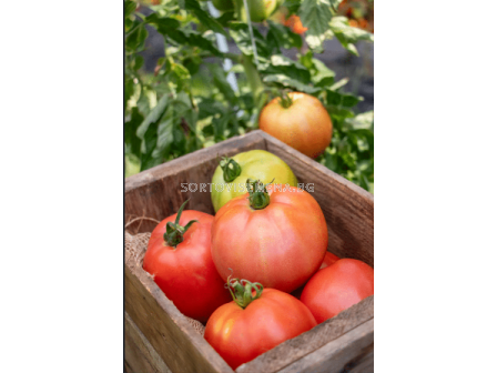 Домати Сандеро - 2