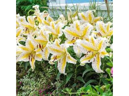 Лилиум - Lilium oriental 'Gold Band' - 1 бр