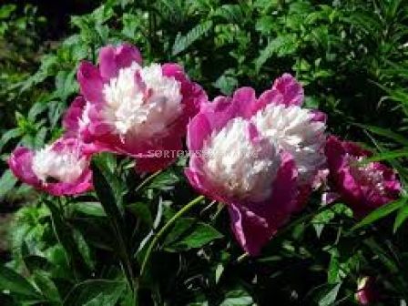 Божур - Paeonia Santa Fe - 1 бр