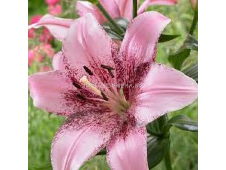 Лилиум - Lilium la-hybrids 'Cogoleto' - 1 бр