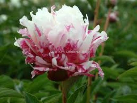 Божур-Paeonia Candy Stripe - 1 бр			 - 1