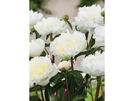 Божур / Paeonia 'Duchesse de Nemours' /- 1 бр