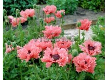 Мак - Papaver Pink Ruffles - 1 корен			