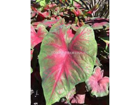 Каладиум /Caladium  'Brandy Wine'/- 1бр