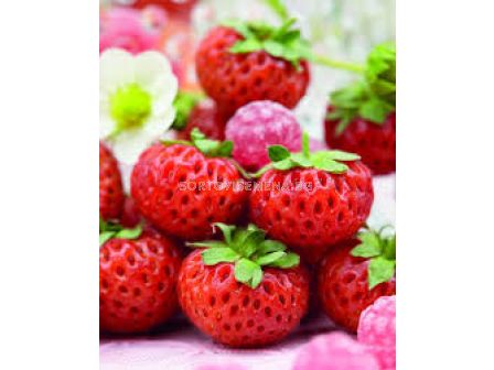 Ягоди / Fragaria Ananassa Raspy Strawberry / 1 оп- 2 корена - 1