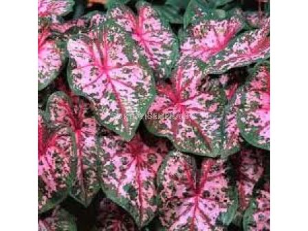 Каладиум Каролин Уортън /Caladium 'Carolyn Whorton'/ 1 бр