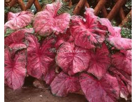 Каладиум Фани Мюнсън /Caladium 'Fannie Munson'/- 1бр