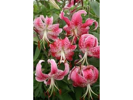 Лилиум - Lilium species var. rubrum 'Uchida' - 1 бр - 1