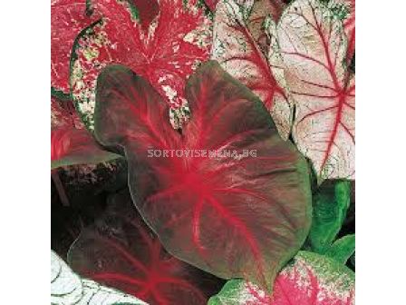 Каладиум Фрейда Хемпъл / Caladium 'Freida Hemple'/- 1 бр