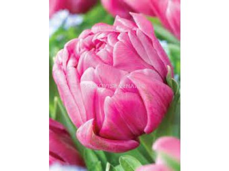 Лале /Tulip Double You/ 11/12