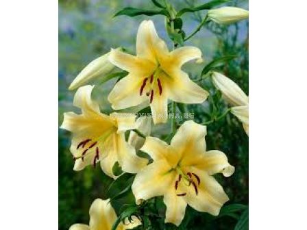 Лилиум - Lilium ot-hybrids 'Honeymoon' - 1 бр