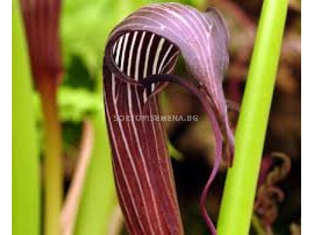 Arisaema costatum/- 1бр