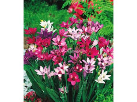 Бабиана Kew Hybrid - 1 бр