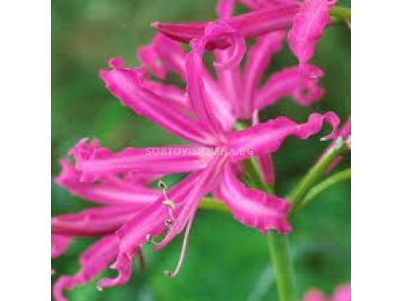 Нерине циклама /Nerine bowdenii /- 1 бр