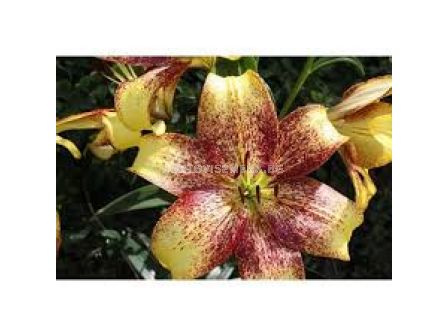 Лилиум - Lilium 'Golden Stone' - 1 бр - sortovisemena.bg Лилиум - Lilium 'Golden Stone' - 1 бр