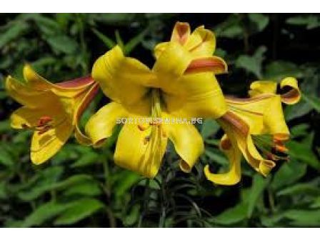 Лилиум - Lilium 'Golden Splendour' - 1 оп-2 бр