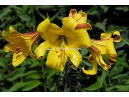 Лилиум - Lilium 'Golden Splendour' - 1 оп-2 бр