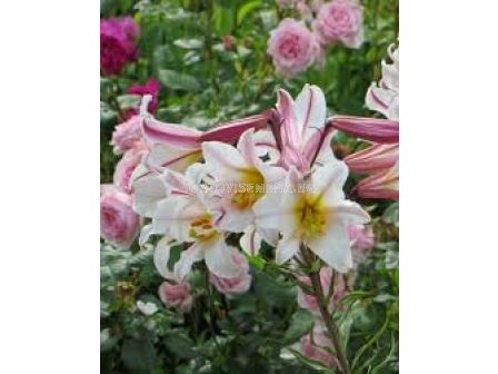 Лилиум regale 'Album' -1 бр