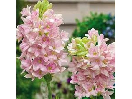 Тубероза / Polianthus 'Sensation' / 1 бр