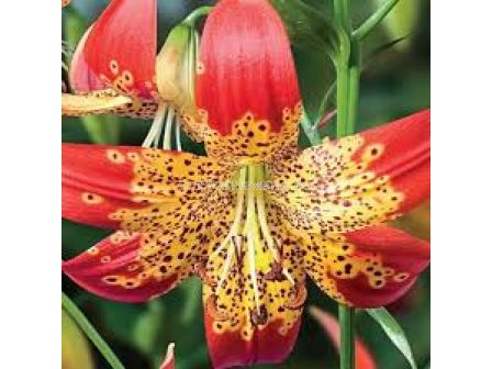 Лилиум - Lilium miscellaneous 'Fusion' -1 бр - sortovisemena.bg Лилиум - Lilium miscellaneous 'Fusion' -1 бр